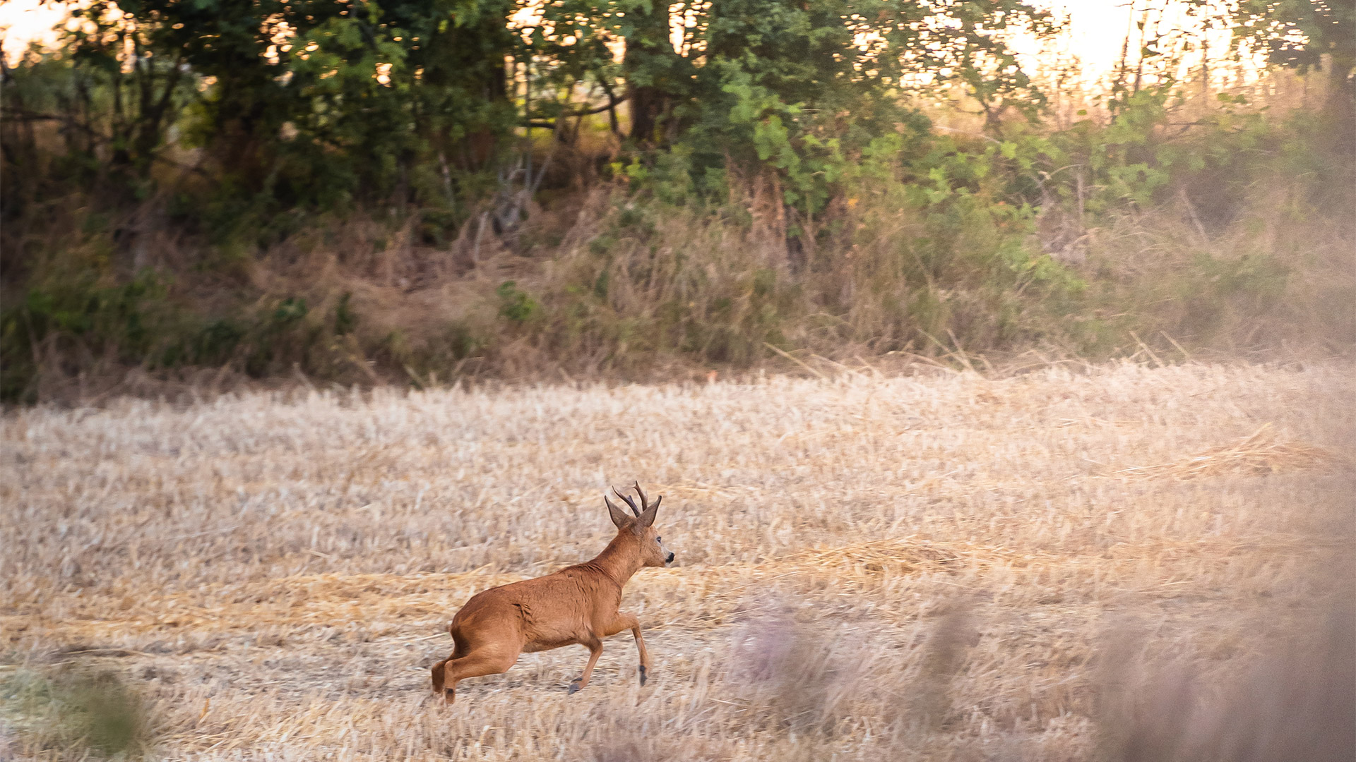 Deer in the fields near Tranekær Castle