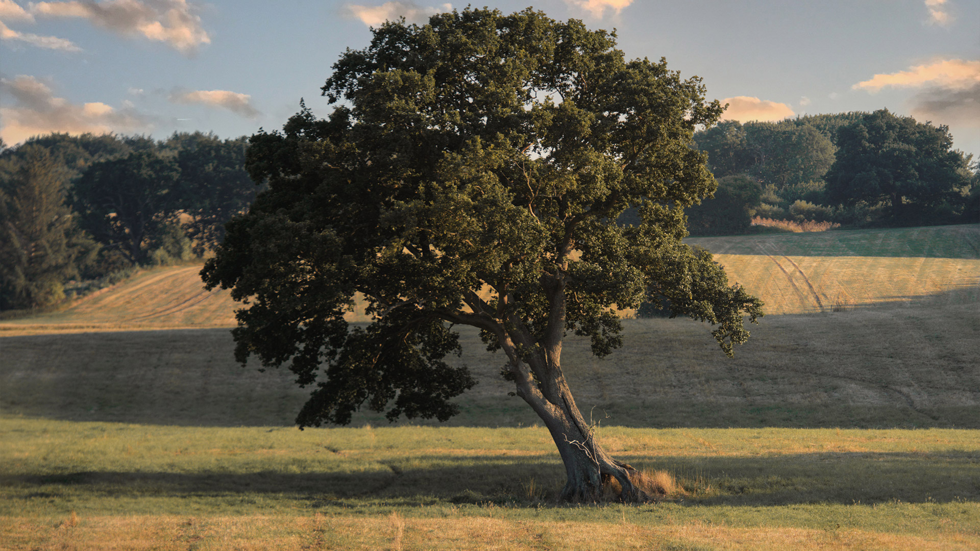 Trees in the countryside around Tranekær Castle
