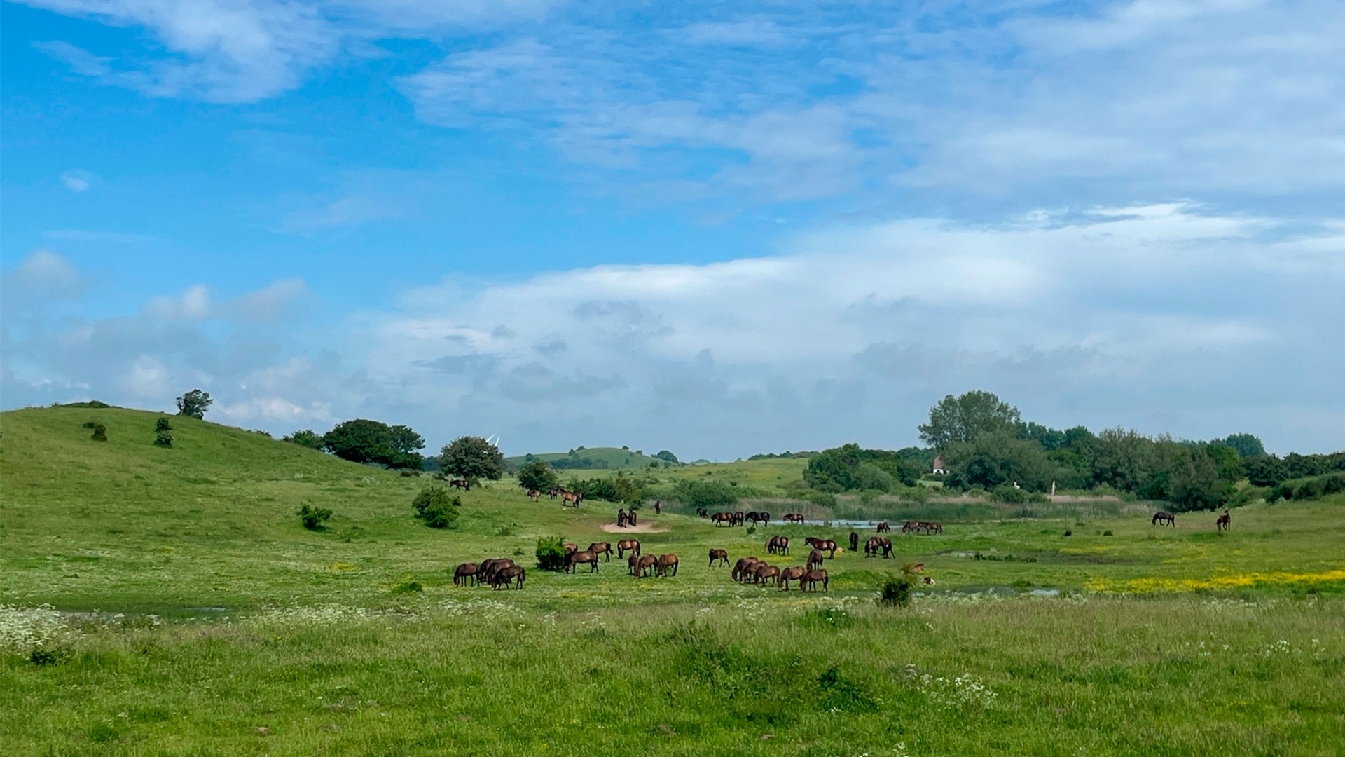 Wild horses on South Langeland