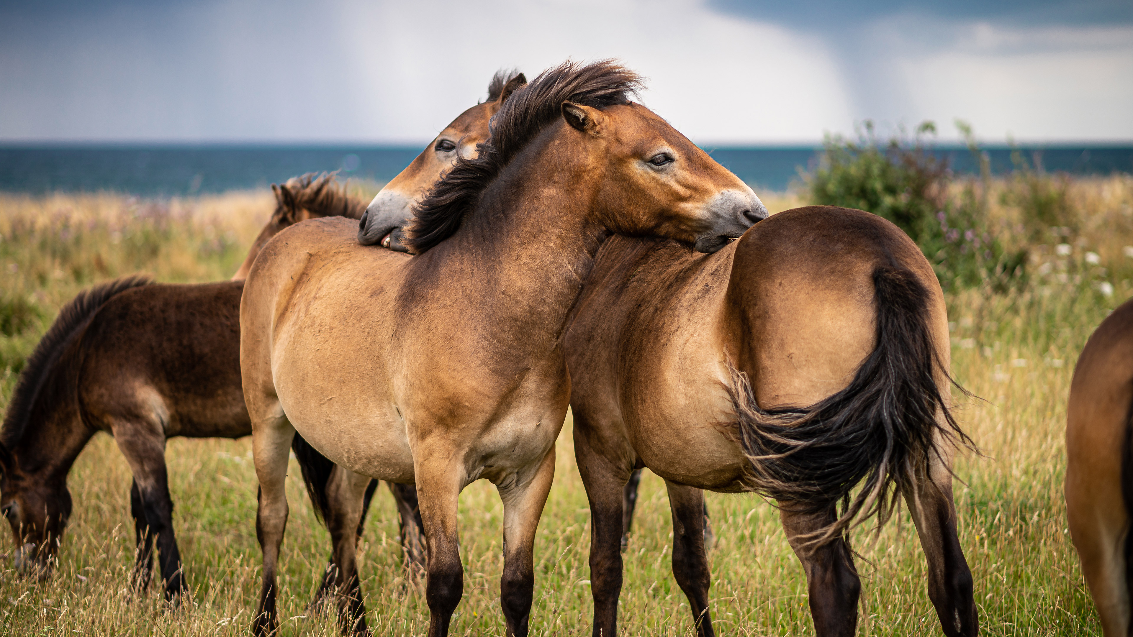 The wild horses of South Langeland - Gulstav