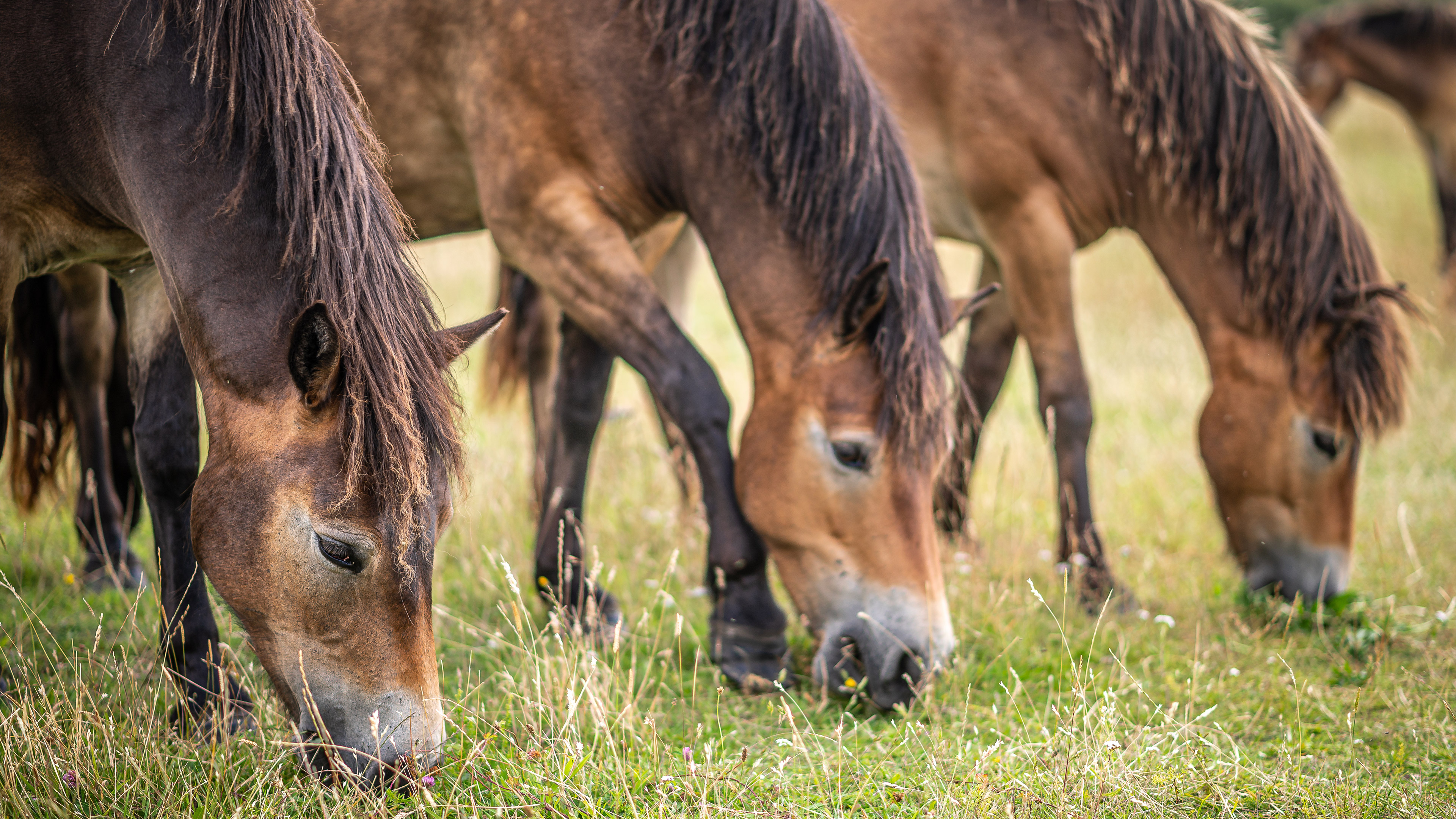 The wild horses of South Langeland - Gulstav