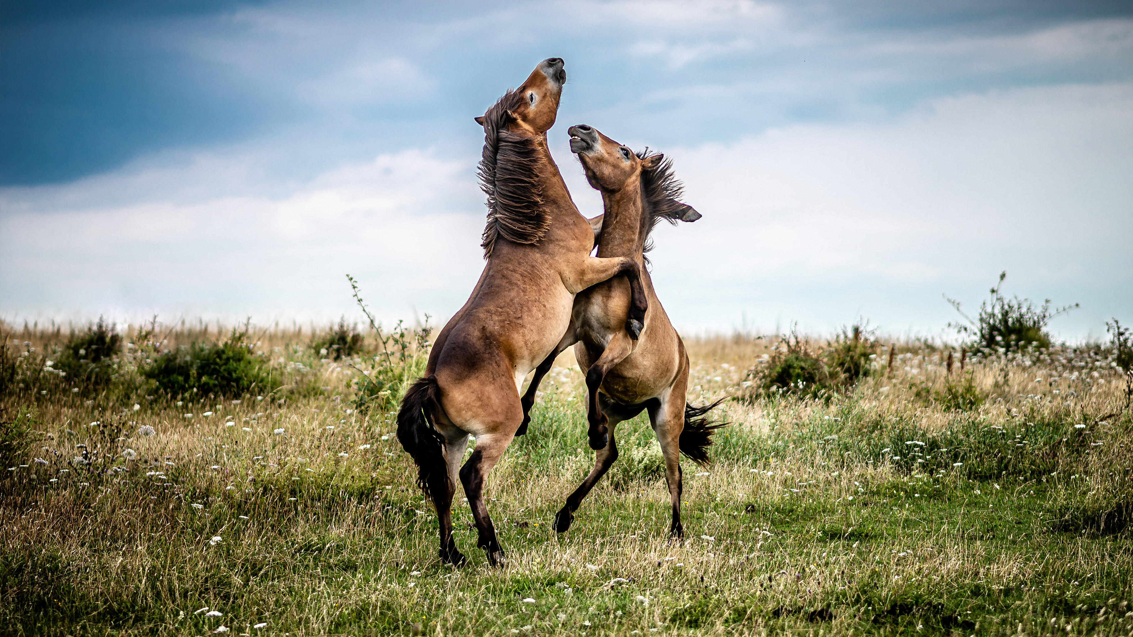 The wild horses of South Langeland - Gulstav