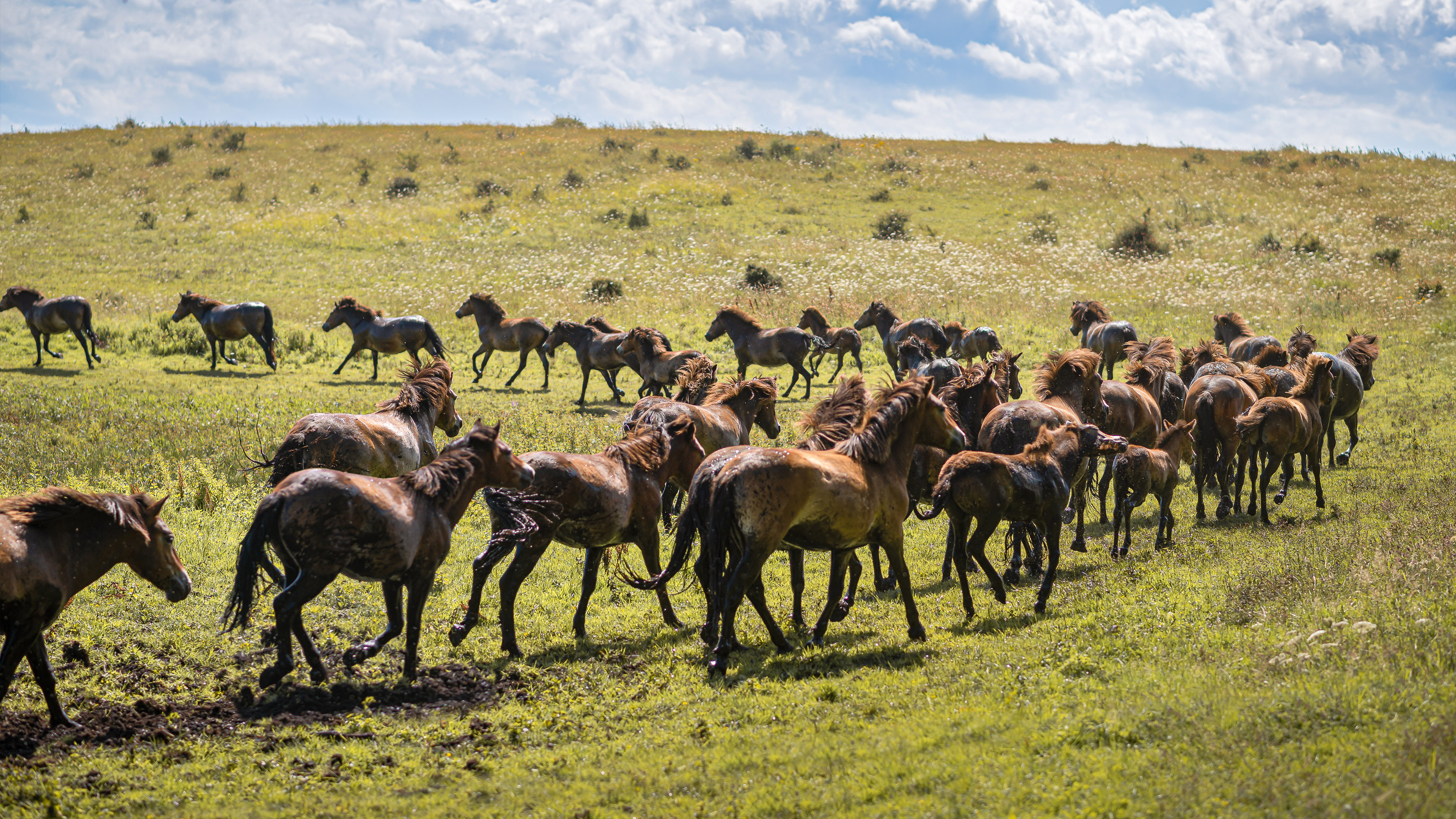 The wild horses of South Langeland - Gulstav