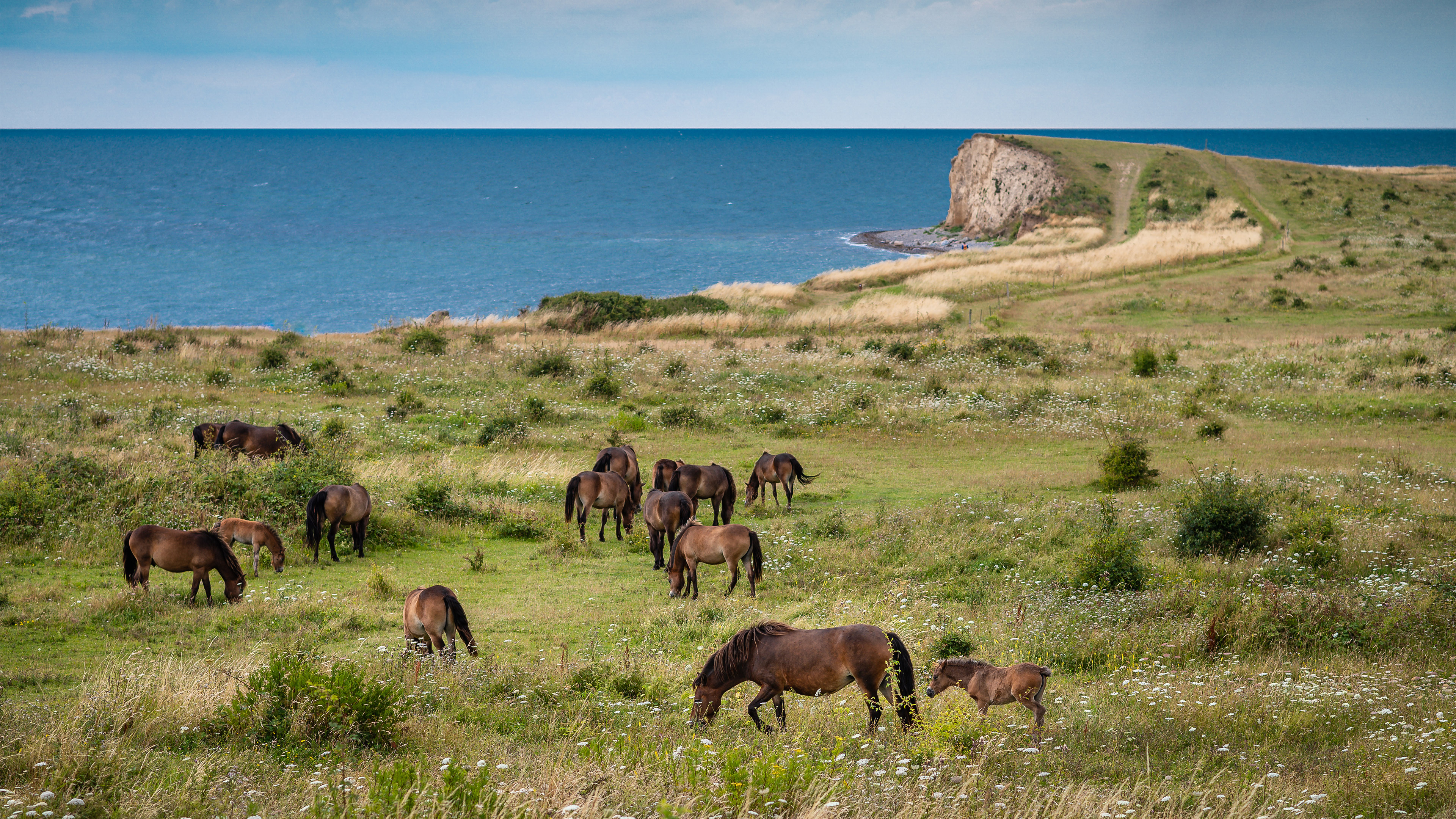 The wild horses of South Langeland - Gulstav