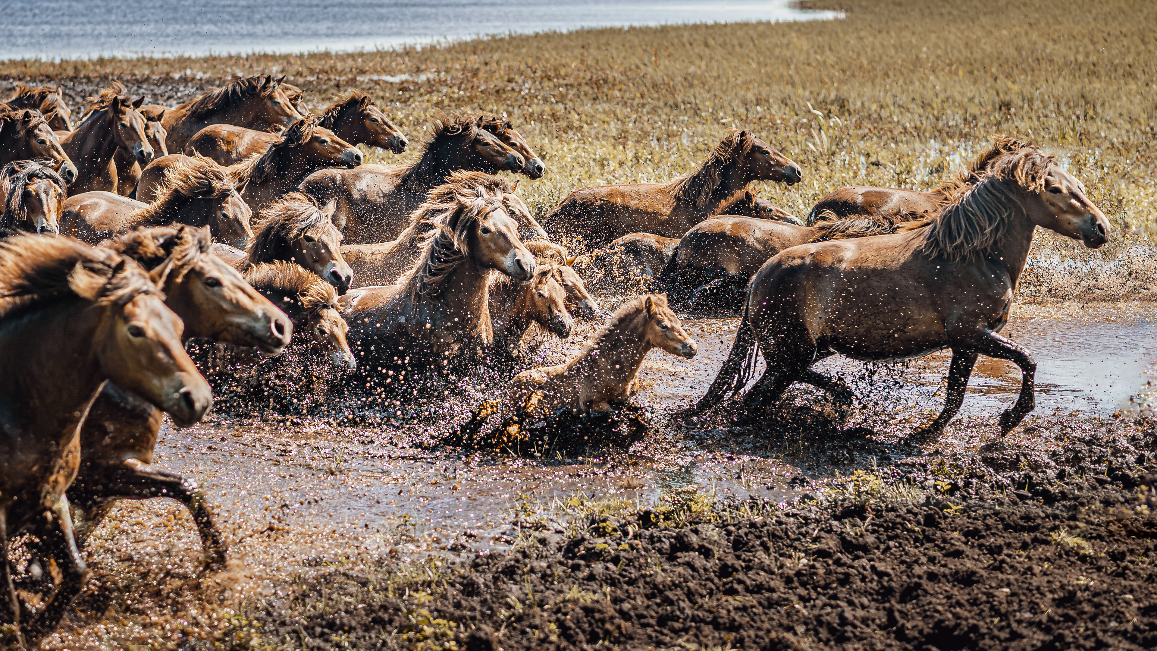 The wild horses of South Langeland - Gulstav