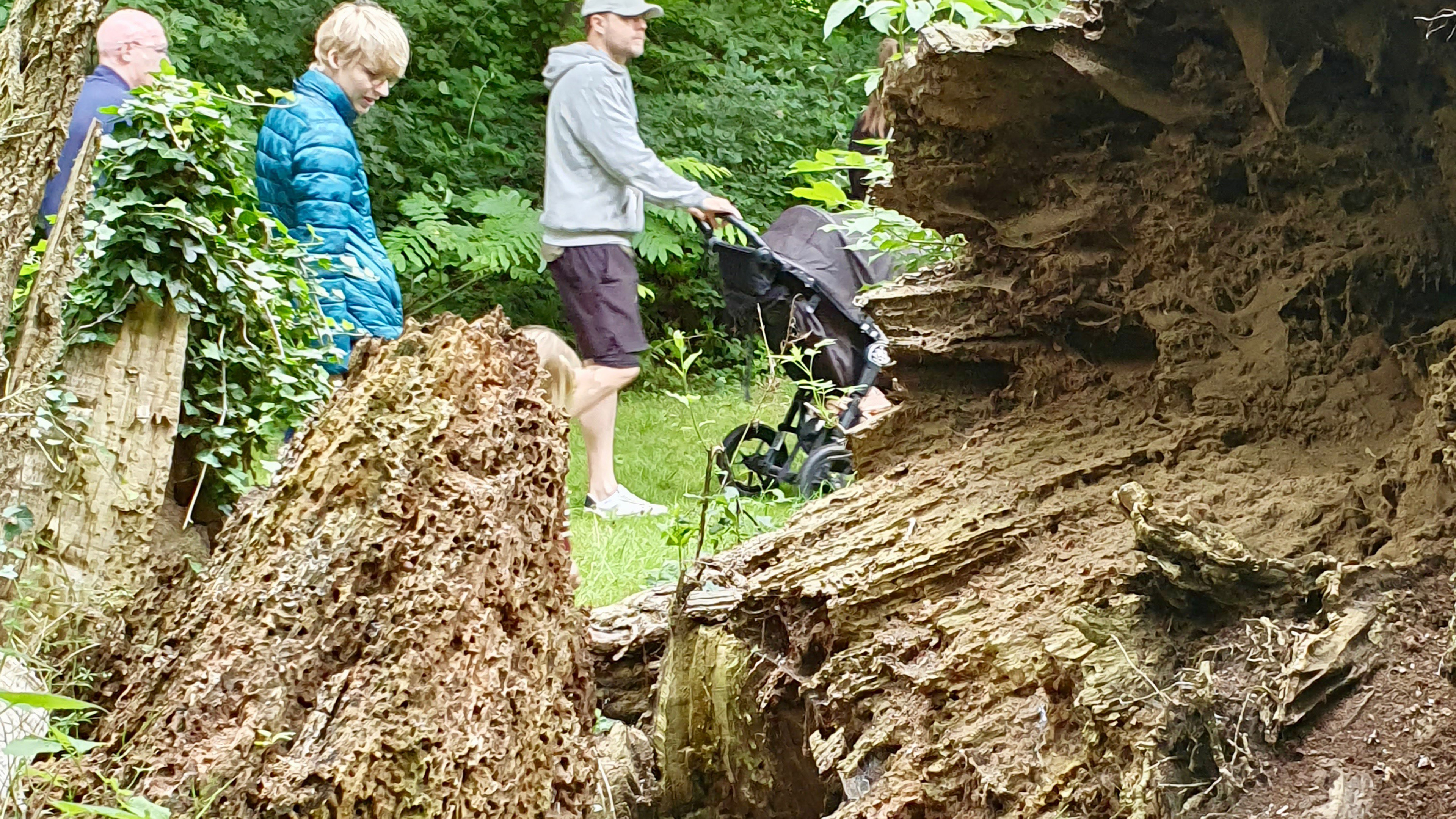 Abgestorbene Bäume bei Skovsgaard