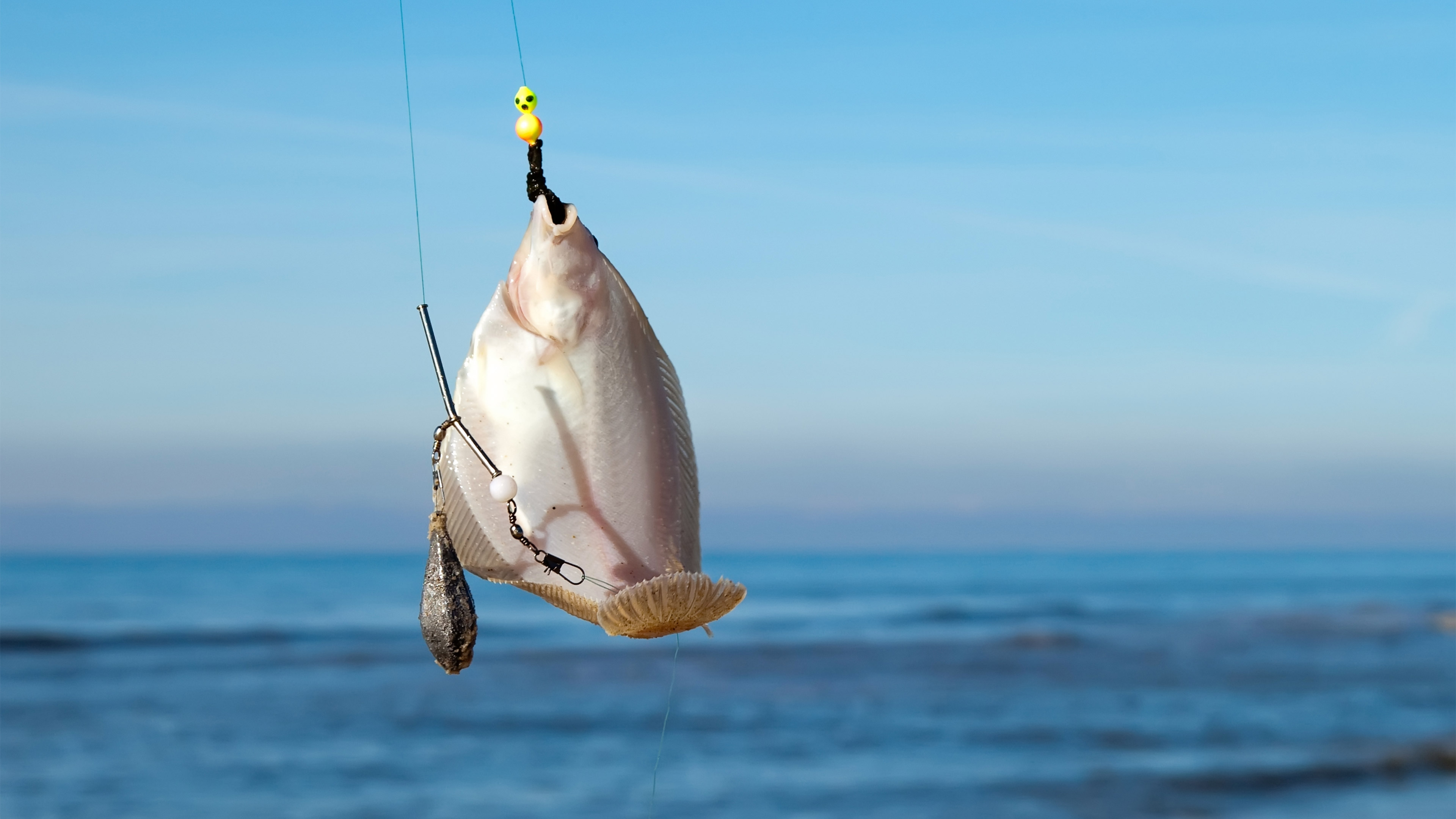 Fang fladfisk ved Oehlenschlägers Bøg