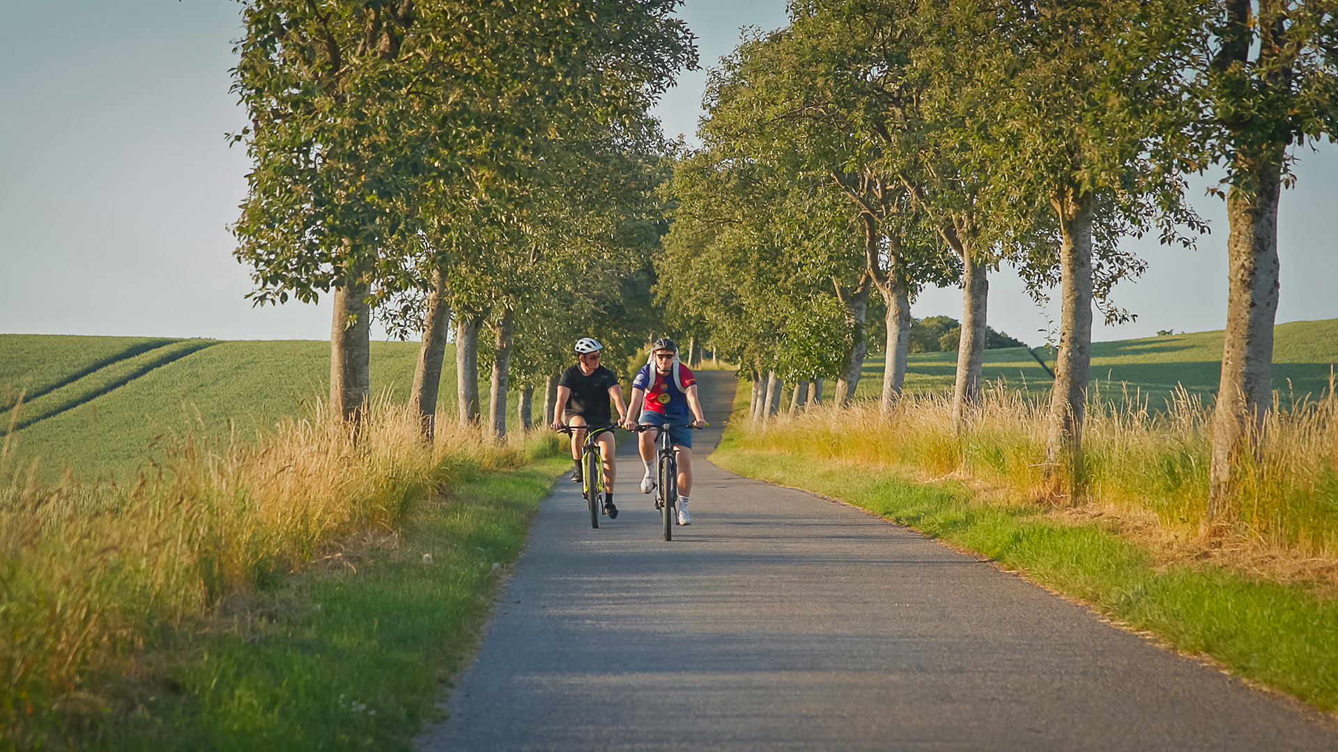 Two cyclists on a tree-lined country road between fields on Langeland