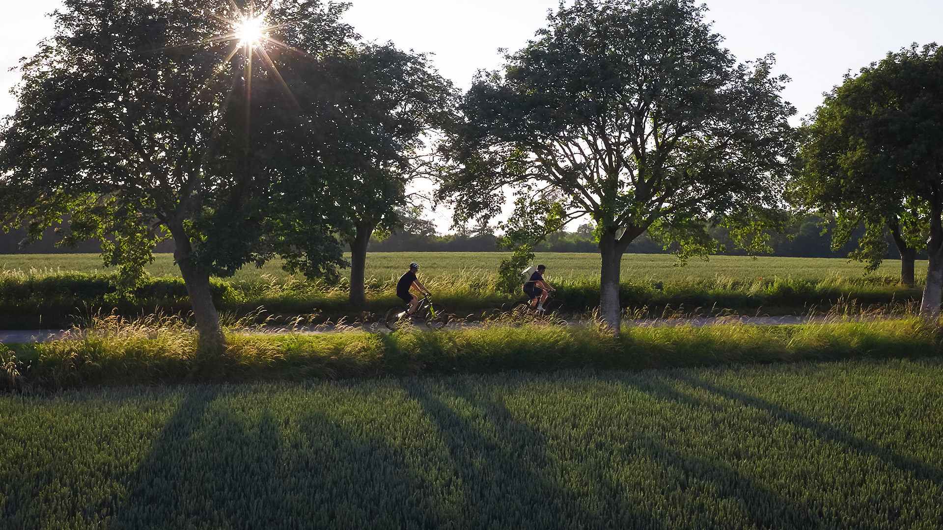 Two cyclists cycling through the Langeland countryside, amongst fields and old trees