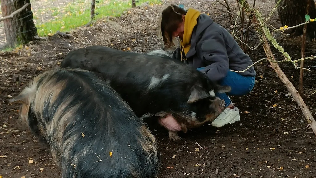 Rønholtdyregård - besøgsbondegård