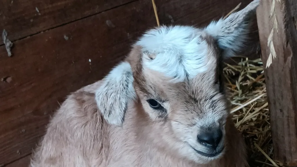 Rønholtdyregård - besøgsbondegård