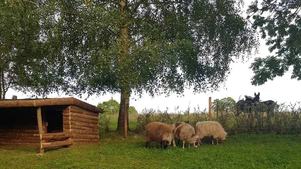 Rønholtdyregård - besøgsbondegård