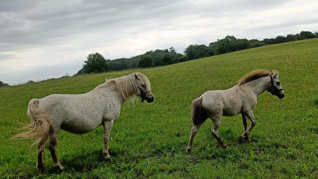 Rønholtdyregård - besøgsbondegård