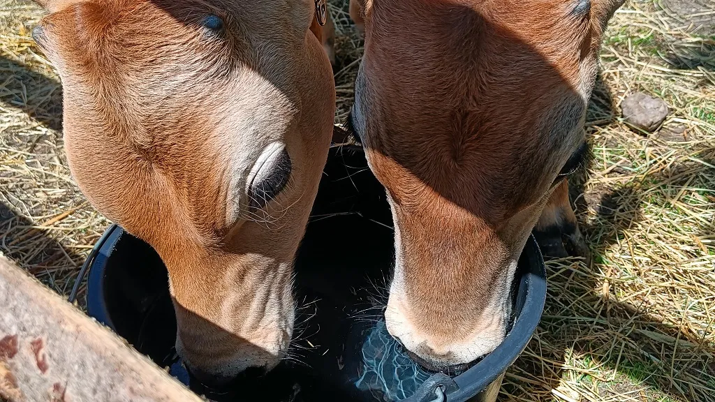 Rønholtdyregård - besøgsbondegård