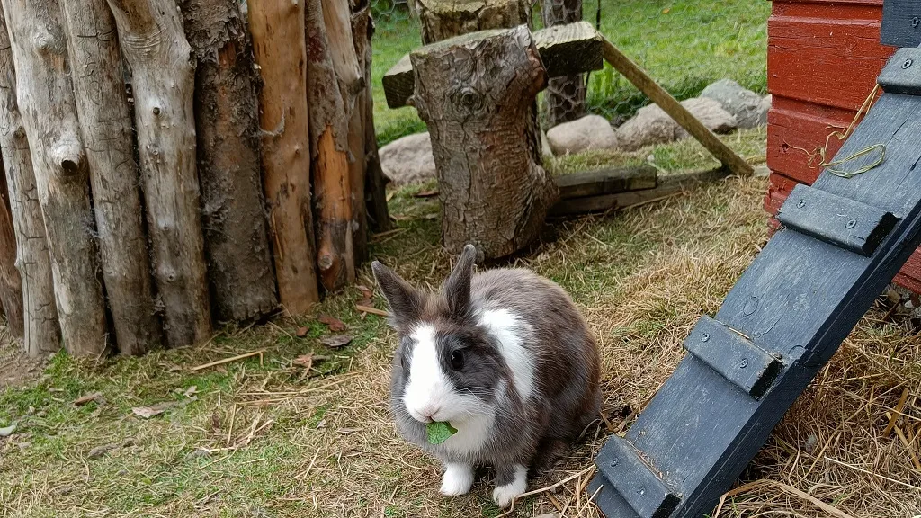 Rønholtdyregård - besøgsbondegård