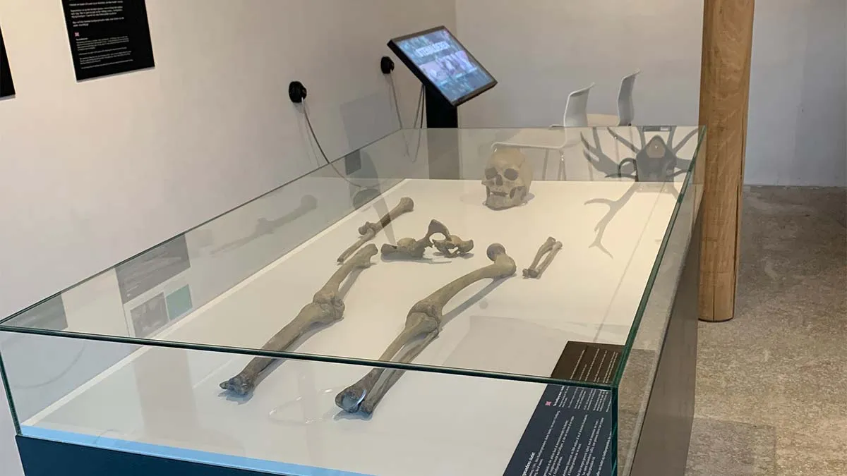 Museum Koelbjergmanden - Skelet