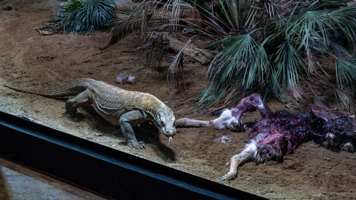 Terrariet Reptile Zoo