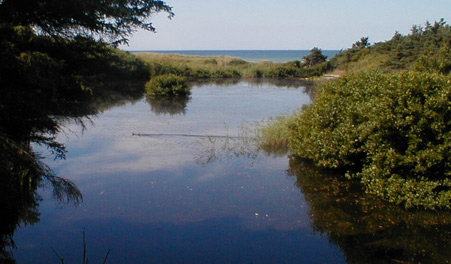 Shelters in Tversted Klitplantage
