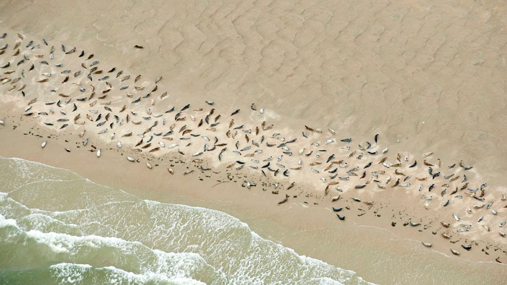 SealSafari - Sort Safari