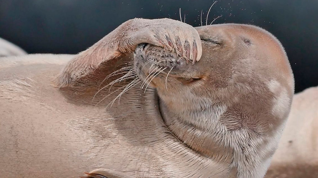 SealSafari - Sort Safari