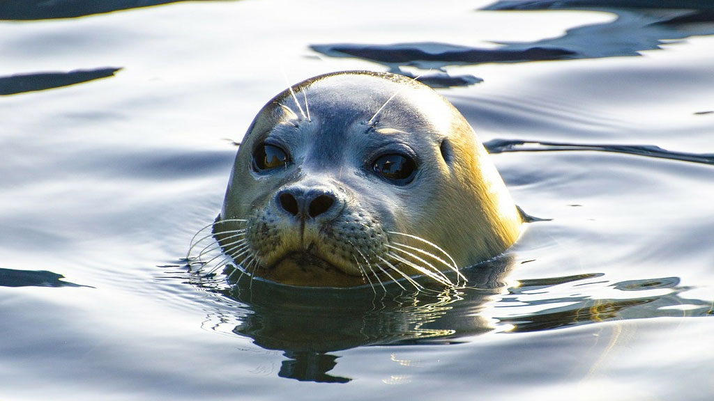 SealSafari - Sort Safari