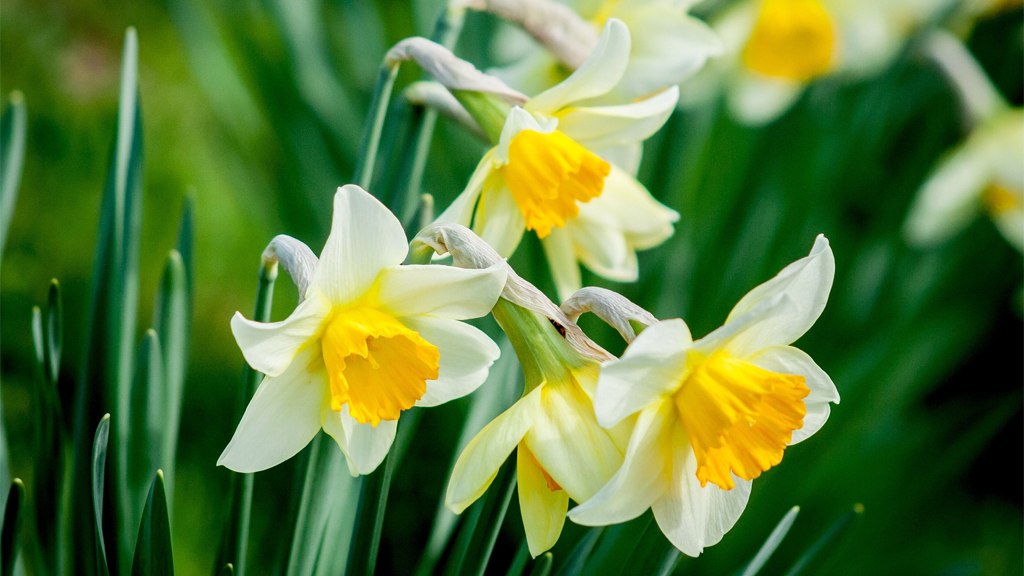 Frühlings- und Osterferien - Rømø & Tønder