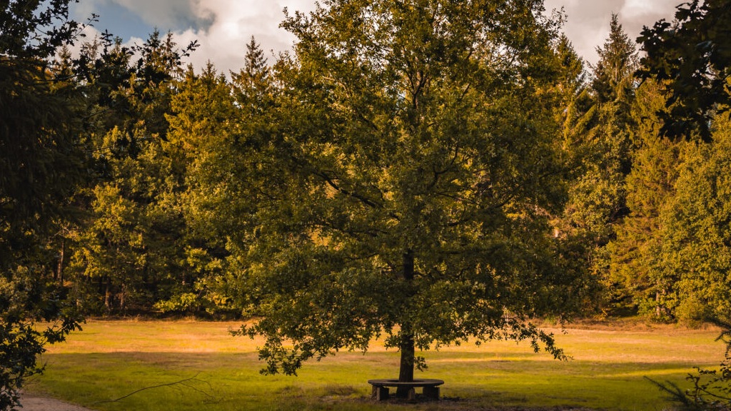 Sparekasseskoven, Åved Plantage