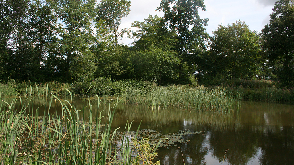 Lake in Bække Park