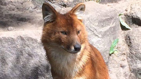 Sehen Sie Dhole oder asiatische Wildhunde im Happy Zoo; Lintrup