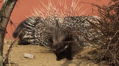 Höhlen-Igel im Happy Zoo