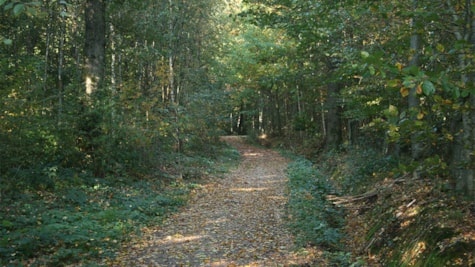 Path in Sommerlystskoven, Rødding