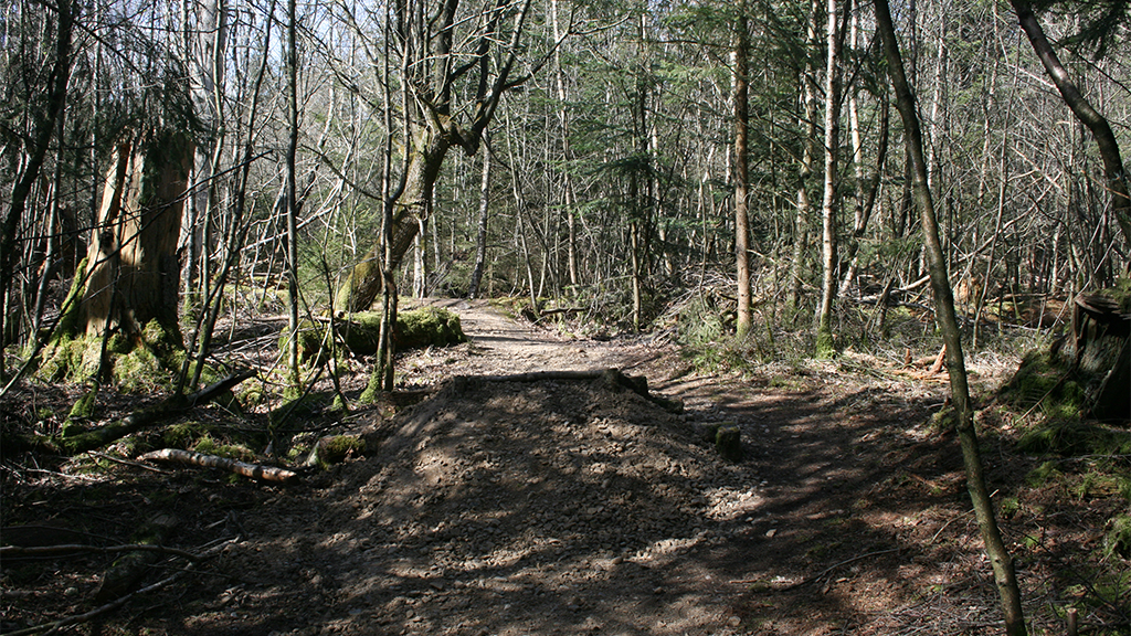 MTB-route in Stursbøl Plantage, Jels
