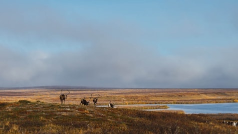 Rensdyr i tundra landskab