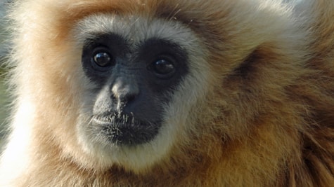 Happy Zoo in Lintrup