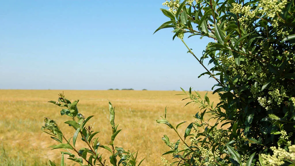 Hjarup mark _ Udsigt