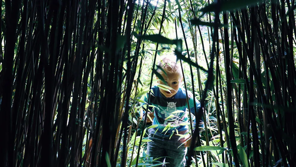 Geographical Garden _ Children in the bamboo forest