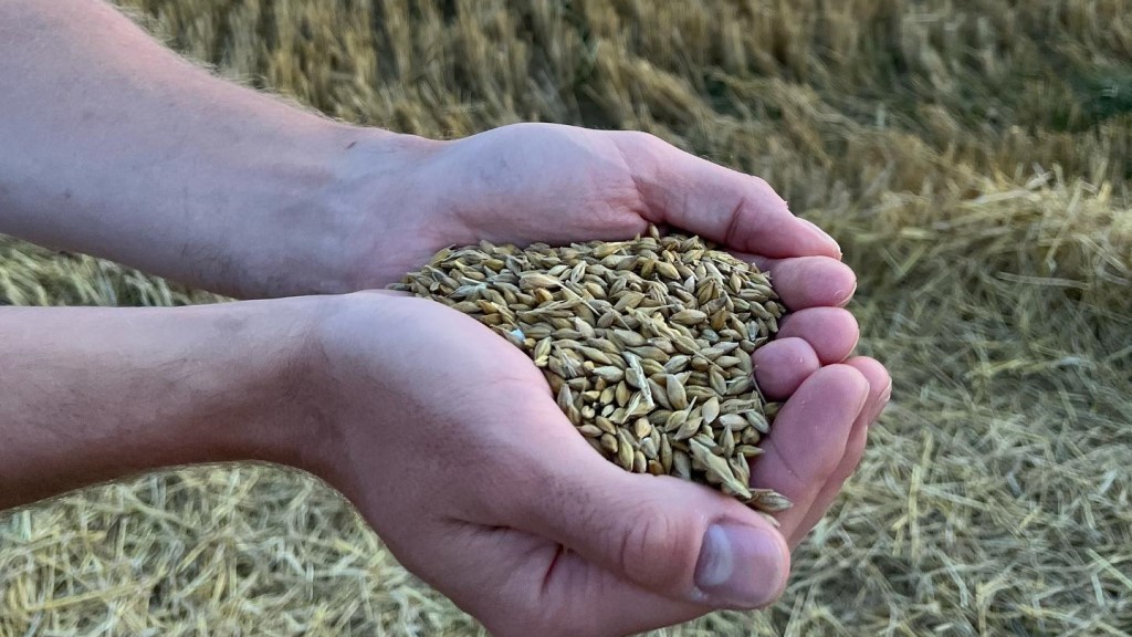 Billede af korn i hænder