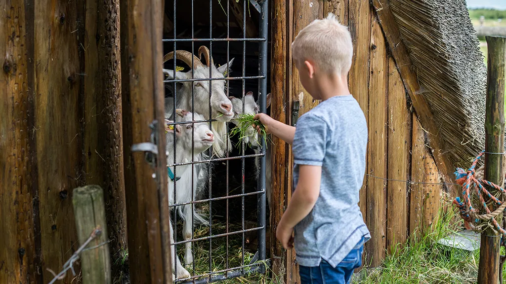Karensminde - Boy with goats