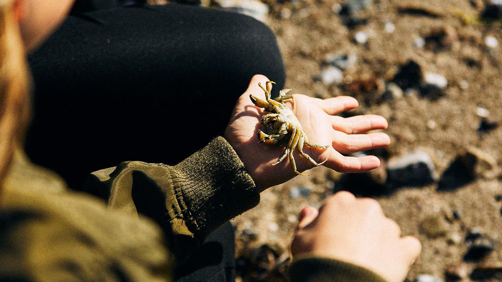 https://files.guidedanmark.org/files/470/301266_Naturpark-Lillebaelt-child-is-holding-a-crab.jpg