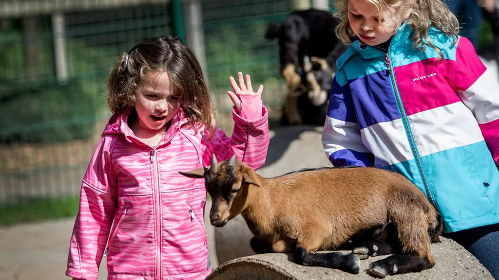 Two girls talking to a goat at Skærup Zoo