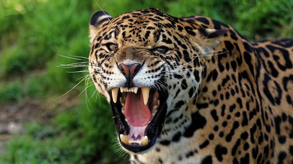 Beautiful female jaguar showing her teeth
