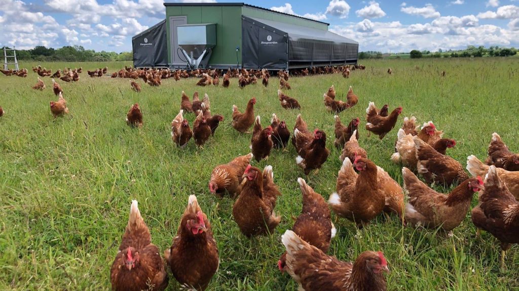 Bølling GræsÆg - Freiland-Eier, zwischen Egtved und Kolding