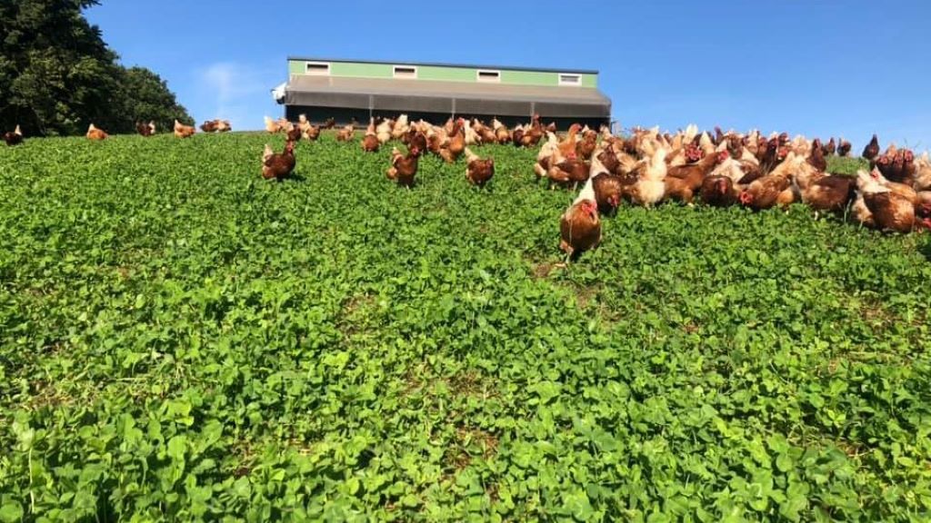 Bølling GræsÆg - Freiland-Eier, zwischen Egtved und Kolding