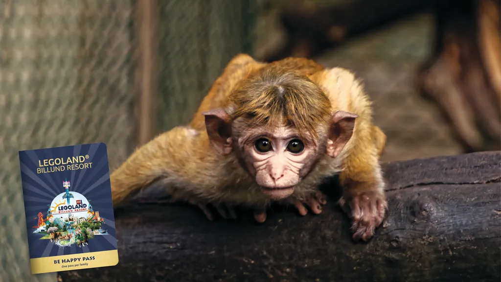 See cute monkeys at Skærup Zoo