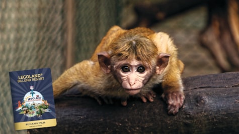 Sehen Sie niedliche Affen im Skærup Zoo
