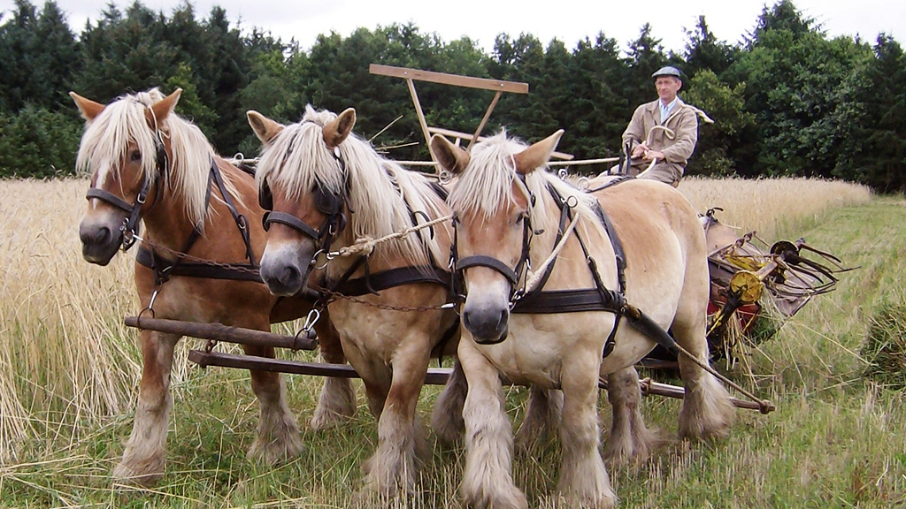  Traditionelt landbrug med tre arbejdsheste i aktion. Oplev scener som denne på en vandretur ved MARK Museum for en ny Danmarkshistorie, hvor gamle landbrugsmetoder bliver levendegjort for publikum.