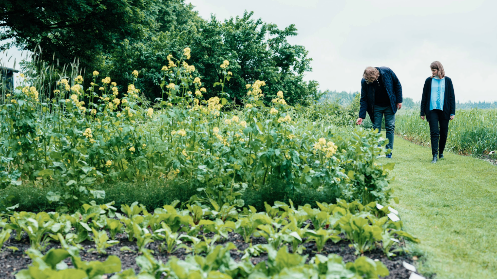  To personer går langs en mark med grønne afgrøder og gule blomster. På MARK Museum oplever du, hvordan naturens indflydelse på menneskers liv har ændret sig: Fra kamp om overlevelse til fokus på at bevare naturens ressourcer. 