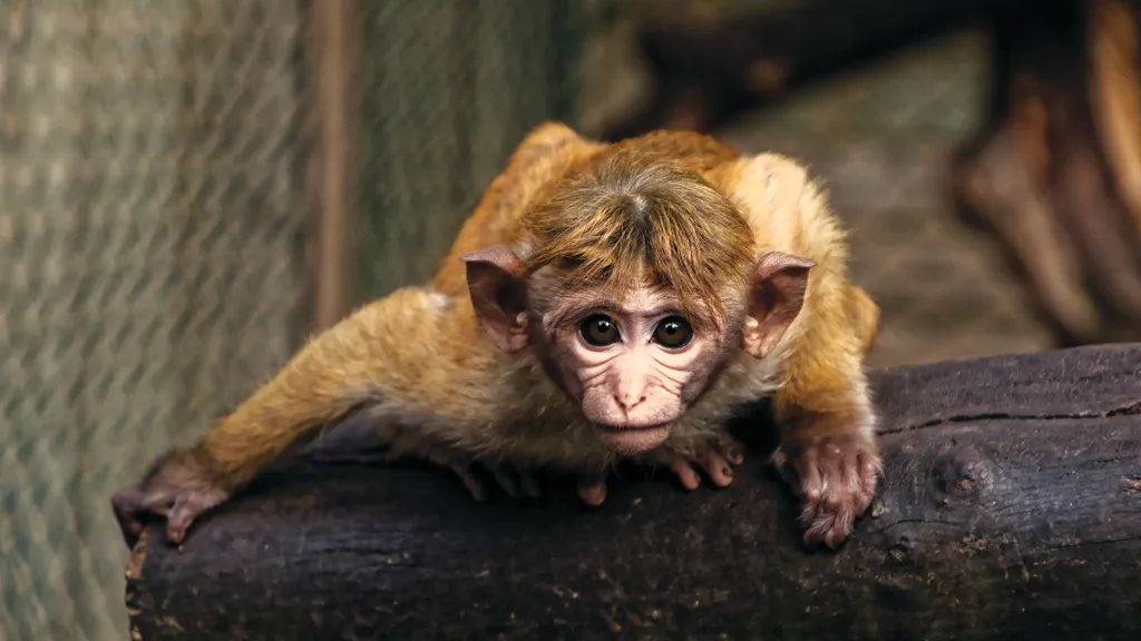 Little monkey looks curiously into the camera with big eyes.