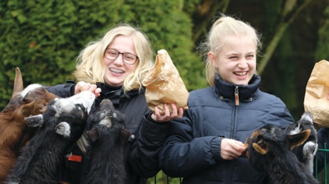 To piger har det sjovt med at fodre de evigt sulte geder i Skærup Zoo.