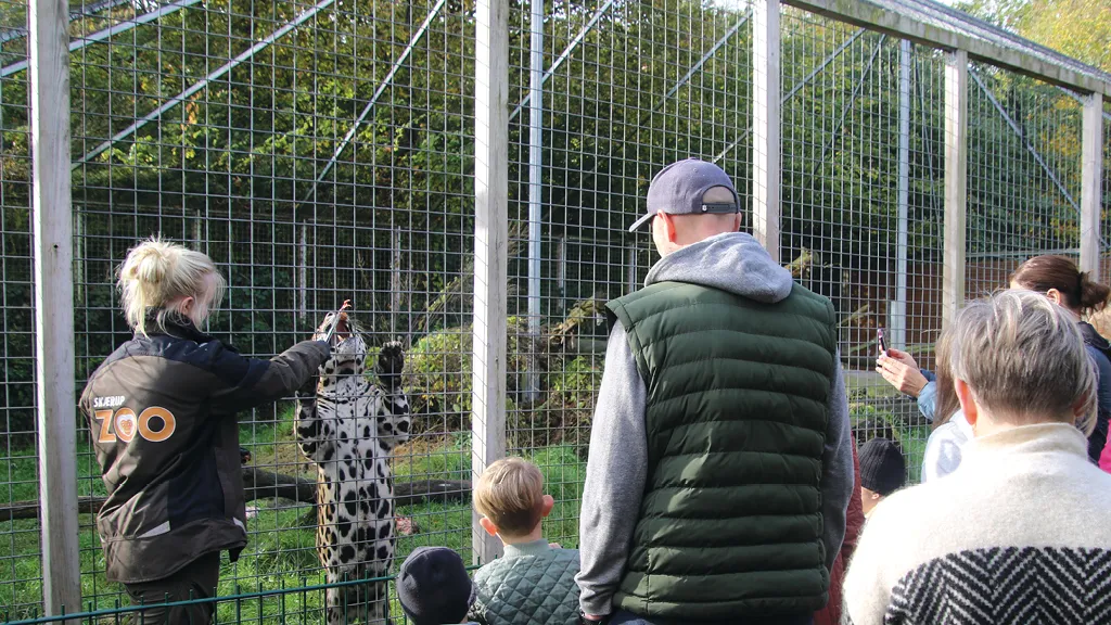 A zookeeper at Skærup Zoo is feeding a cheetah. Children and adults are watching.